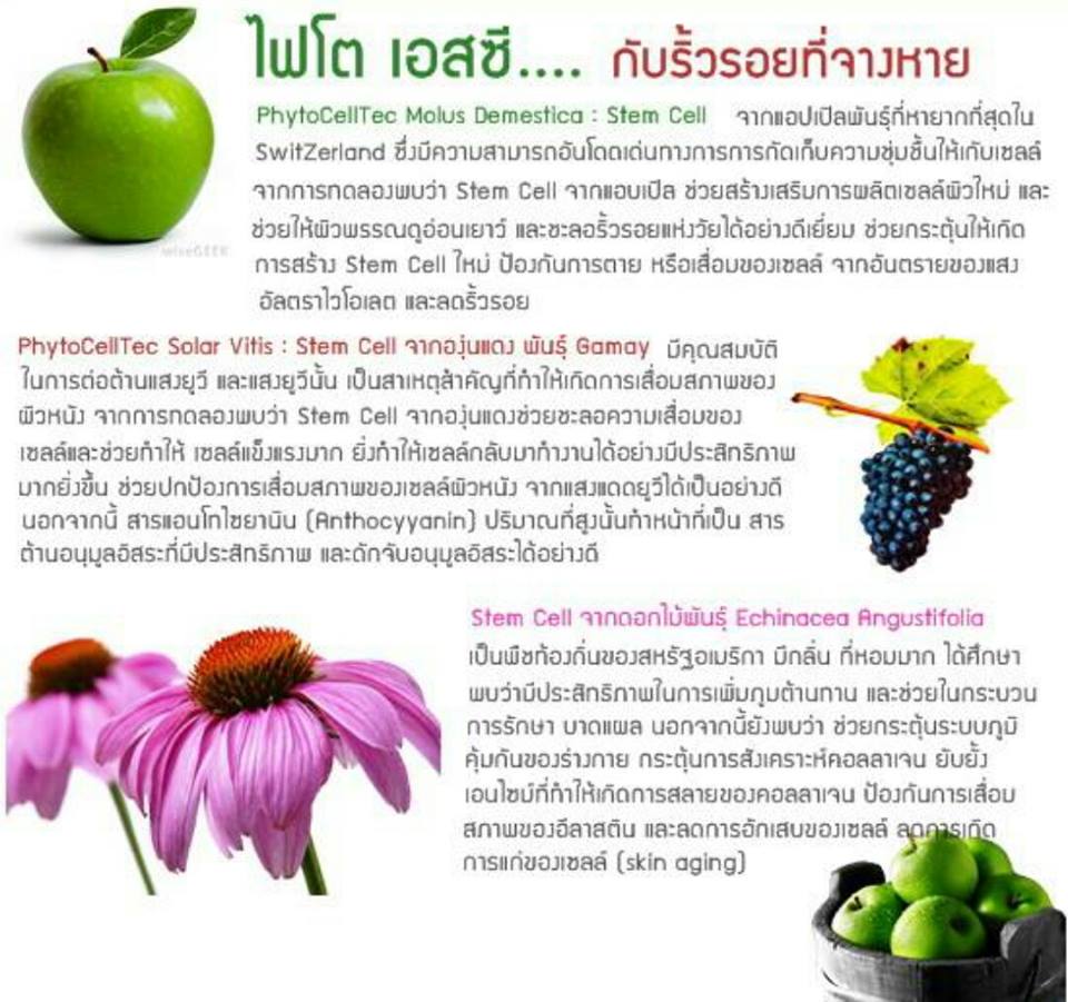 ไฟโต้ เอสซี สเตมเซลล์ Phyto SC stem cell รูปที่ 4