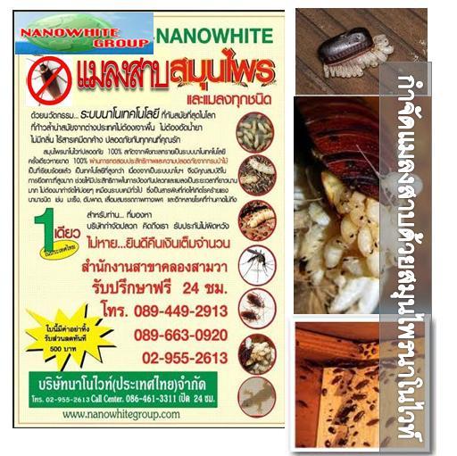 กำจัดแมลงสาบ ปลวก เห็บ หนู ด้วยสมุนไพร ราคาถูก ครั้งเดียวหายขาด โทร.0894492913 บ.นาโนไวท์(ประเทศไทย)จำกัด กรุงเทพฯ รูปที่ 1