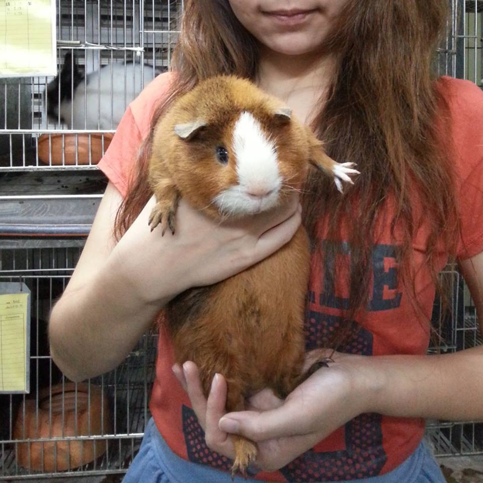 Country Rabbit Farm  รูปที่ 7