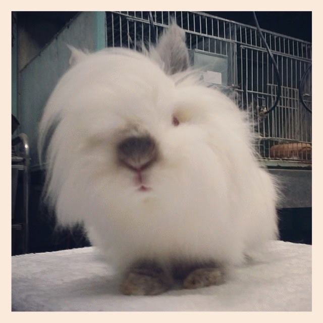 Country Rabbit Farm  รูปที่ 6