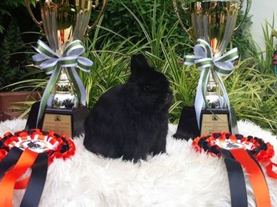 Country Rabbit Farm  รูปที่ 4
