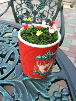 ดอกสโนวี่(Snowy Flower) จิ๋วสุดน่ารัก รูปที่ 3