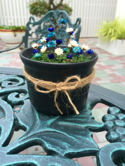 ดอกสโนวี่(Snowy Flower) จิ๋วสุดน่ารัก รูปที่ 5