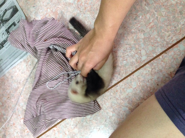 เฟอเรท สีแพนด้า เพศผู้ น่ารักติดคนขี้เล่น อายุ 1 เดือนครึ่ง สนใจติดต่อ 0831156868 โอ๊ค รูปที่ 5