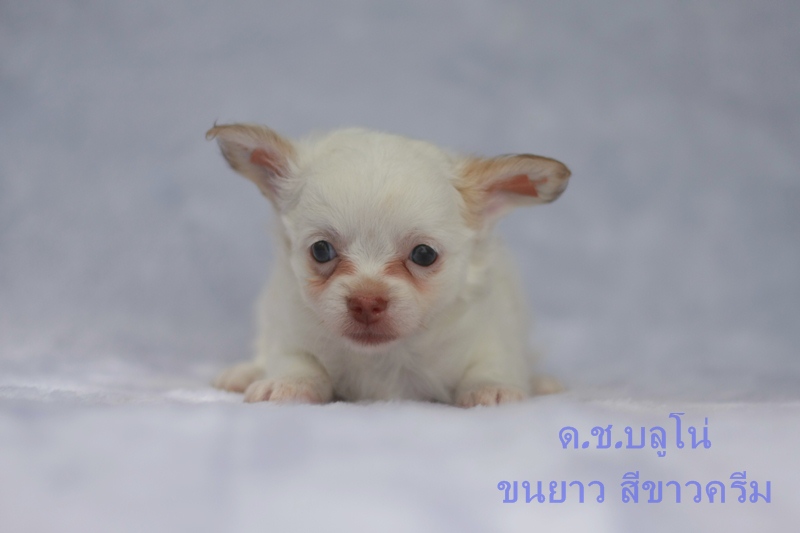 ต้อนรับวันแม่ ชิวาวาขนยาว เมียและผู้ มีใบเพ็ด 4 เจน ราคาเบาหวิว รูปที่ 5