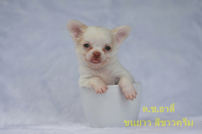 ต้อนรับวันแม่ ชิวาวาขนยาว เมียและผู้ มีใบเพ็ด 4 เจน ราคาเบาหวิว รูปที่ 3