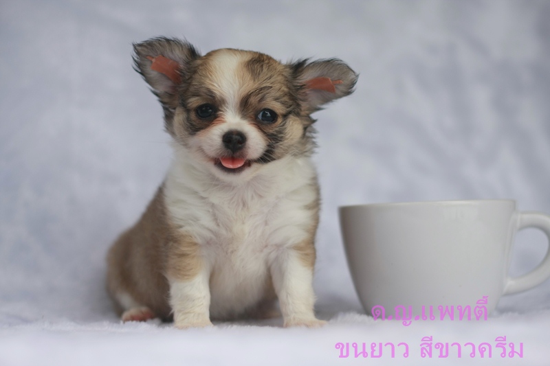 ต้อนรับวันแม่ ชิวาวาขนยาว เมียและผู้ มีใบเพ็ด 4 เจน ราคาเบาหวิว รูปที่ 6