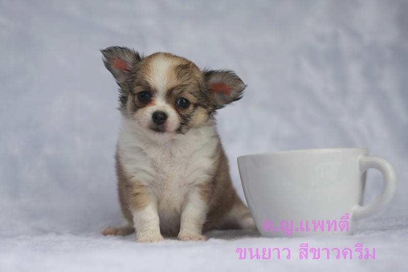ต้อนรับวันแม่ ชิวาวาขนยาว เมียและผู้ มีใบเพ็ด 4 เจน ราคาเบาหวิว รูปที่ 7