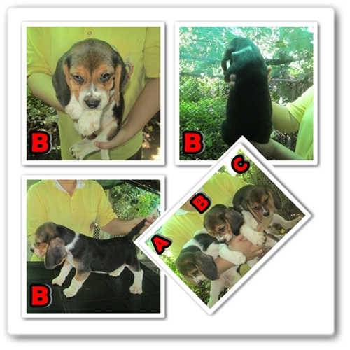 ลูกบีเกิ้ล 3 สี 3 ตัวเพศเมีย สายแชมป์ เพ็ดเต็ม วัดซีนครบ ต้องการบ้านใหม่จร้า รูปที่ 5