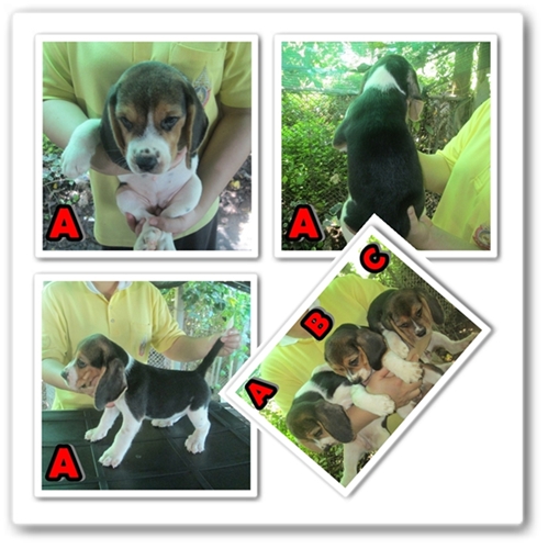 ลูกบีเกิ้ล 3 สี 3 ตัวเพศเมีย สายแชมป์ เพ็ดเต็ม วัดซีนครบ ต้องการบ้านใหม่จร้า รูปที่ 3
