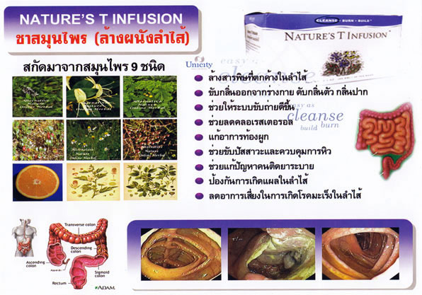 Nature's T Infusion- ชาสมุนไพร รูปที่ 4