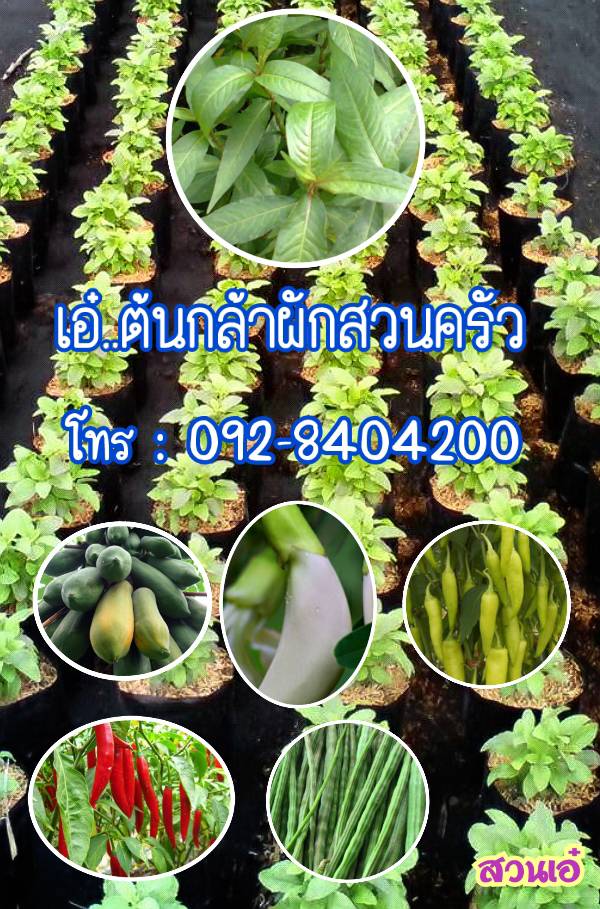 จำหน่ายกล้าผักสวนครัว รูปที่ 6