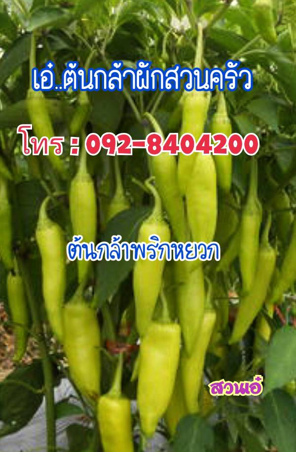 จำหน่ายกล้าผักสวนครัว รูปที่ 7