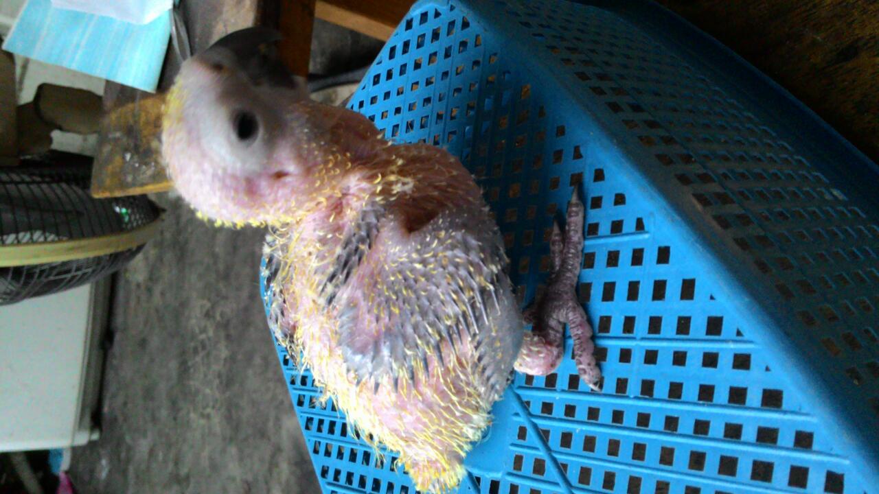 ขายลูกป้อนซ้น รูปที่ 5