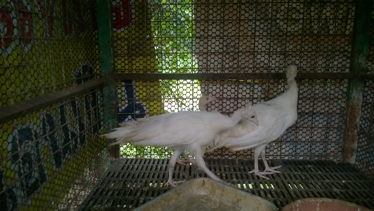 นกยูงขาว รูปที่ 6