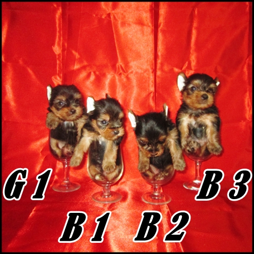 ขายลูกยอร์คเชียร์เทอร์เรีย ผู้ 3 เมีย 1 หน้าหวาน (ขายแล้ว) รูปที่ 6