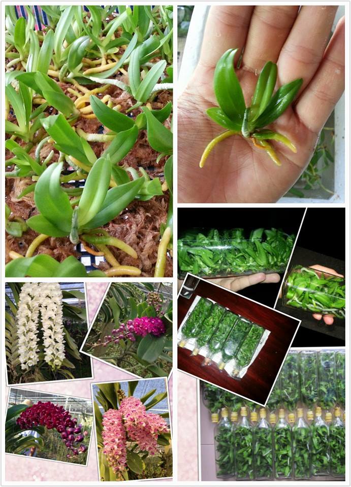 กล้วยไม้ ไม้ขวดสกุลช้าง รูปที่ 4