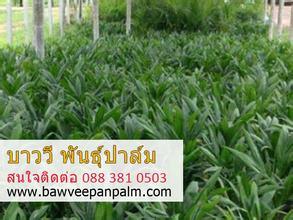 เปิดจอง/จำหน่ายปลีก/ส่ง/ตลาดไทยและต่างประเทศในกลุ่ม AEC ผ่านการรับรองจากกรมวิชาการเกษตรกรุงเทพมหานครและศูนย์วิจัยพันธ์ปาล์สุราษฎร์ธานี รูปที่ 6