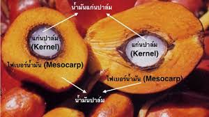 เปิดจอง/จำหน่ายปลีก/ส่ง/ตลาดไทยและต่างประเทศในกลุ่ม AEC ผ่านการรับรองจากกรมวิชาการเกษตรกรุงเทพมหานครและศูนย์วิจัยพันธ์ปาล์สุราษฎร์ธานี รูปที่ 1
