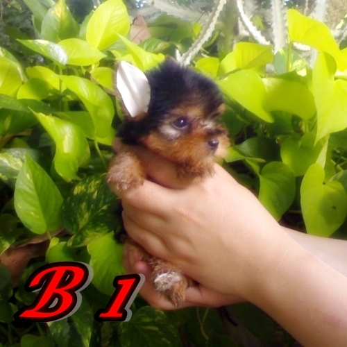 ขายลูกยอร์คเชียร์เทอร์เรีย ผู้ 3 เมีย 1 หน้าหวาน (ขายแล้ว) รูปที่ 2