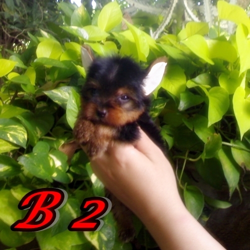 ขายลูกยอร์คเชียร์เทอร์เรีย ผู้ 3 เมีย 1 หน้าหวาน (ขายแล้ว) รูปที่ 3