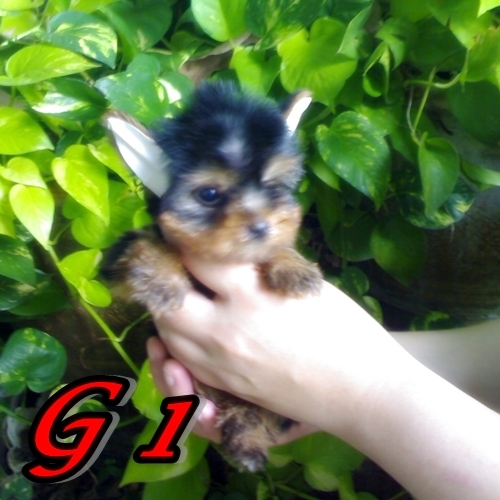 ขายลูกยอร์คเชียร์เทอร์เรีย ผู้ 3 เมีย 1 หน้าหวาน (ขายแล้ว) รูปที่ 5