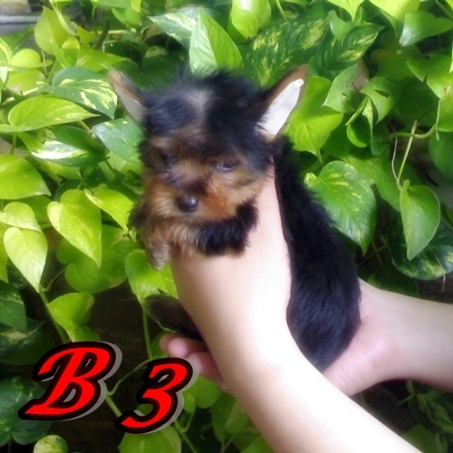 ขายลูกยอร์คเชียร์เทอร์เรีย ผู้ 3 เมีย 1 หน้าหวาน (ขายแล้ว) รูปที่ 4