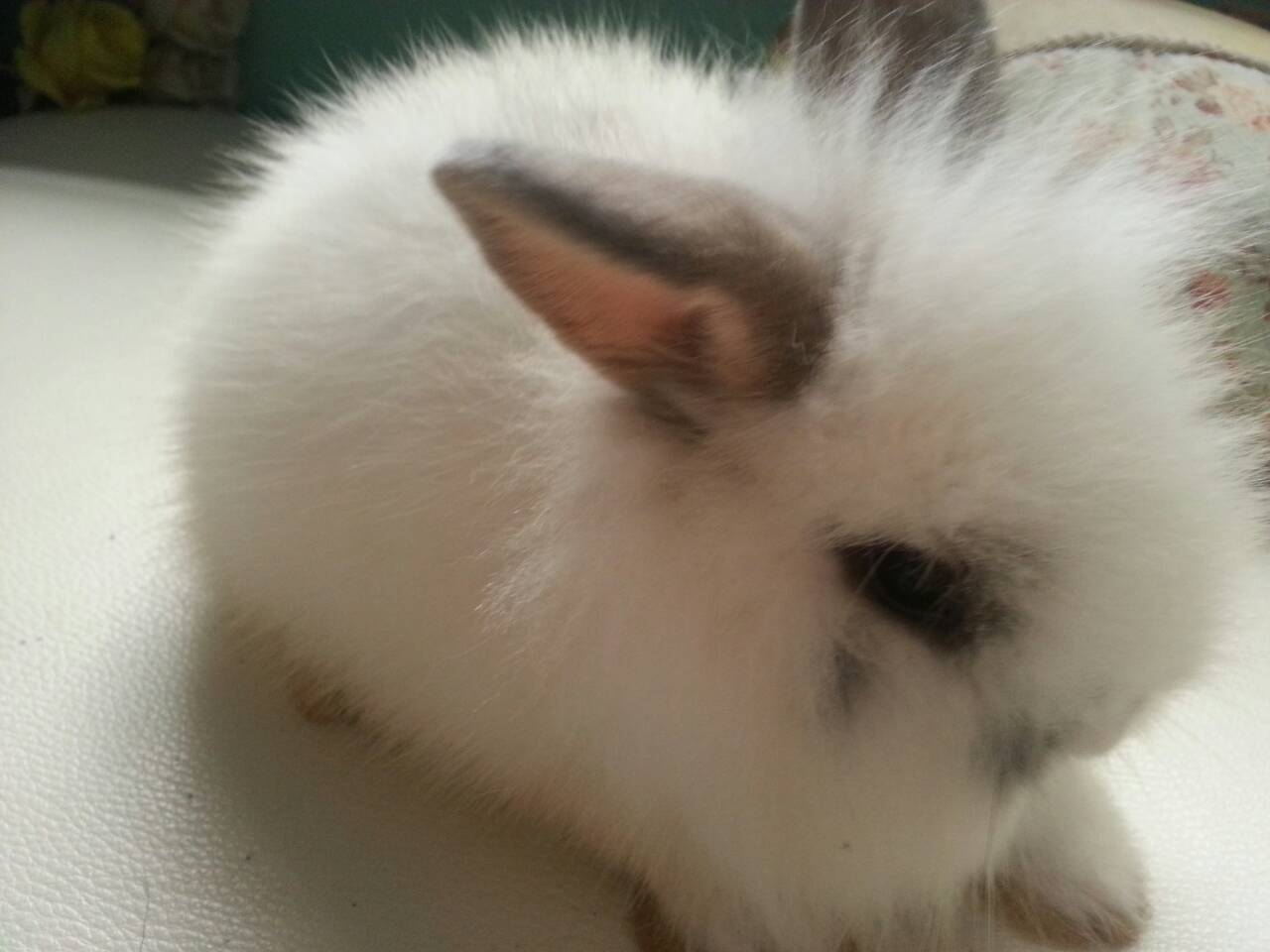ขายลูกกระต่าย แม่เป็น Holland lop พ่อ Woody Toy จ้า ราคา 350 บาท รูปที่ 4