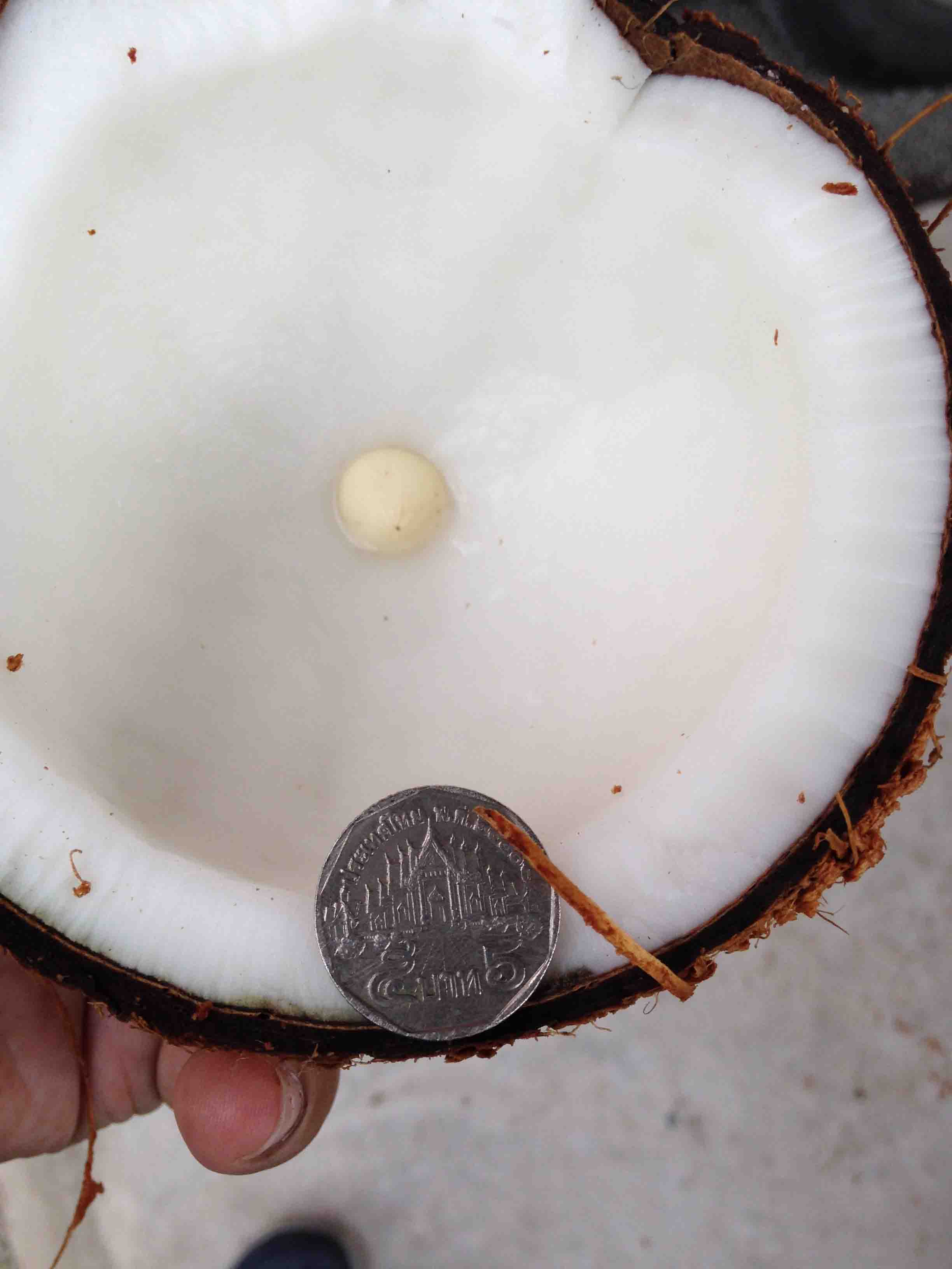 ขายมะพร้าวแก่คุณภาพดี รูปที่ 3