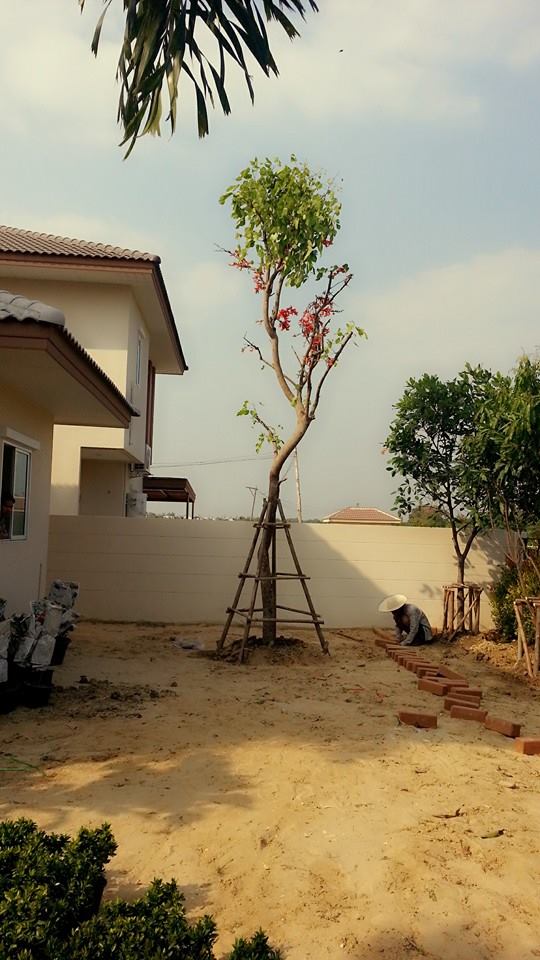 รับออกแบบ ดูแลสวน รูปที่ 4