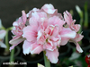 รูปย่อ ขายดอกไม้ ว่านสี่ทิศฮอลแลนด์ ลิลลี่ แกลดิโอลัส ต้อนรับฤดูหนาว รูปที่1