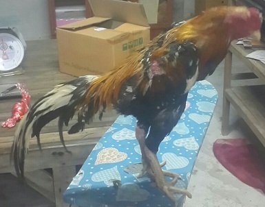 ขายลูกไก่เหลืองหางขาวเกรดเอ อายุ 3 เดือน รูปที่ 3
