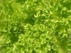 รูปย่อ ขายผักสลัดไฮโดรโปนิกส์ราคาถูก ในซอยลาดพร้าว 71 กรุงเทพ มีผักหลากหลายชนิด รูปที่1