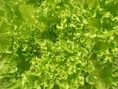 ขายผักสลัดไฮโดรโปนิกส์ราคาถูก ในซอยลาดพร้าว 71 กรุงเทพ มีผักหลากหลายชนิด