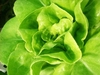 รูปย่อ ขายผักสลัดไฮโดรโปนิกส์ราคาถูก ในซอยลาดพร้าว 71 กรุงเทพ มีผักหลากหลายชนิด รูปที่3