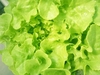 รูปย่อ ขายผักสลัดไฮโดรโปนิกส์ราคาถูก ในซอยลาดพร้าว 71 กรุงเทพ มีผักหลากหลายชนิด รูปที่5