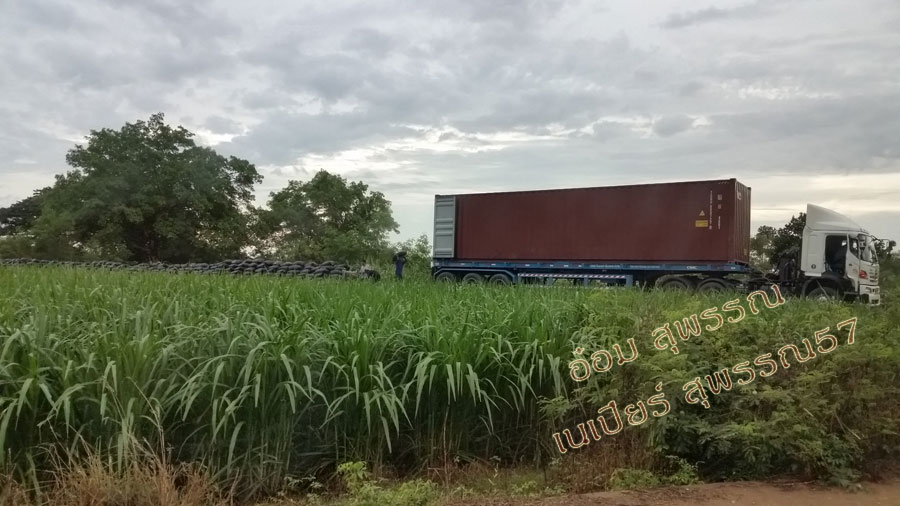 Napier grass with good quality at attractive prices. รูปที่ 5