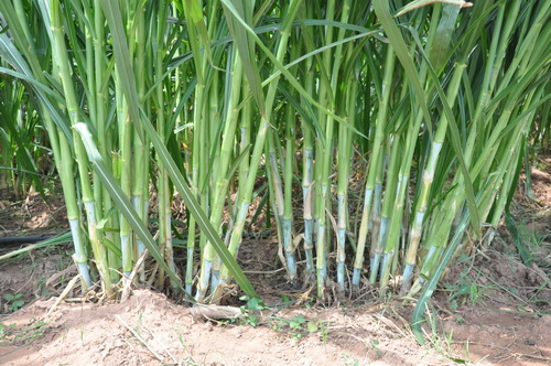 Napier grass with good quality at attractive prices. รูปที่ 2