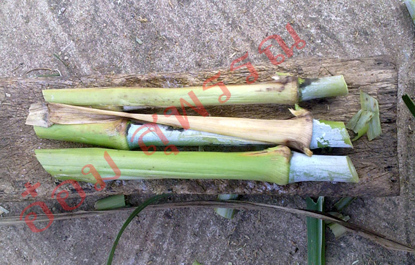 Napier grass with good quality at attractive prices. รูปที่ 3
