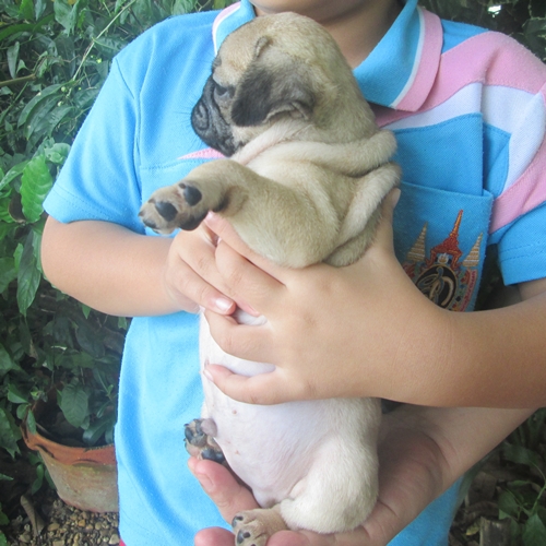 ขายลูกปั๊กเพศผู้ อ้วนล่ำ ริงเกิ้ลเต็ม  น่ารักมาก (ขายแล้ว) รูปที่ 3