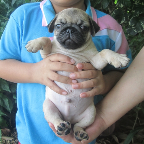 ขายลูกปั๊กเพศผู้ อ้วนล่ำ ริงเกิ้ลเต็ม  น่ารักมาก (ขายแล้ว) รูปที่ 2