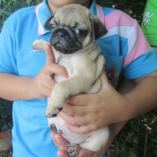 ขายลูกปั๊กเพศผู้ อ้วนล่ำ ริงเกิ้ลเต็ม  น่ารักมาก (ขายแล้ว) รูปที่ 4