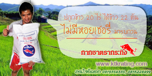 กากชา (ซาโปนิน) ตรากระทิง สำหรับ กำจัดหอยเชอรี่ในนาข้าว คุณภาพดี ราคาถูก รูปที่ 6