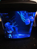 โคมไฟแมงกระพรุน (Jellyfish Mood Lamp)