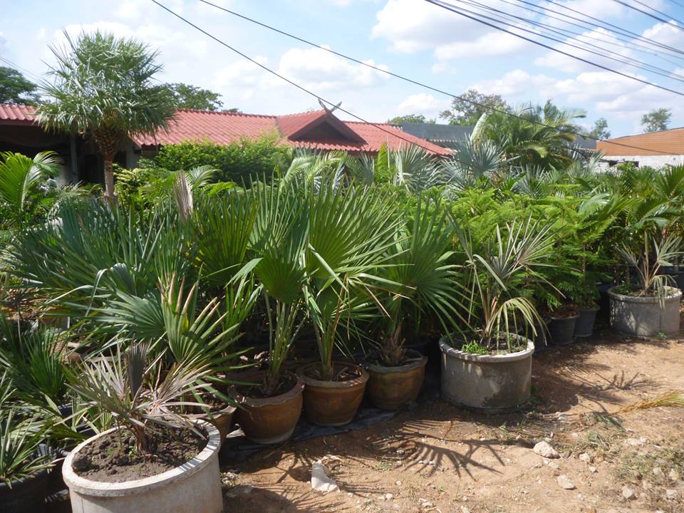บ้านสวนเมืองปาล์ม ขายปาล์มประดับ ไม้ประดับนานาชนิด มีทั้งกล้าเล็กและต้นใหญ่พร้อมขุด รูปที่ 4