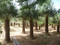 บ้านสวนเมืองปาล์ม ขายปาล์มประดับ ไม้ประดับนานาชนิด มีทั้งกล้าเล็กและต้นใหญ่พร้อมขุด