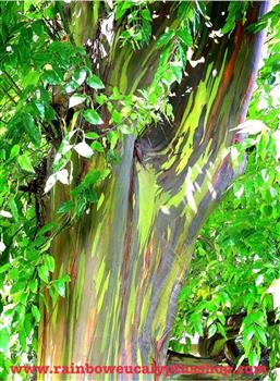 จำหน่ายต้นยูคาลิปตัสสายรุ้ง Rainbow Eucalyptus เจ้าแรกและเจ้าเดียวในประเทศไทย รูปที่ 6
