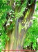 รูปย่อ จำหน่ายต้นยูคาลิปตัสสายรุ้ง Rainbow Eucalyptus เจ้าแรกและเจ้าเดียวในประเทศไทย รูปที่6