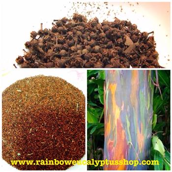 จำหน่ายต้นยูคาลิปตัสสายรุ้ง Rainbow Eucalyptus เจ้าแรกและเจ้าเดียวในประเทศไทย รูปที่ 3