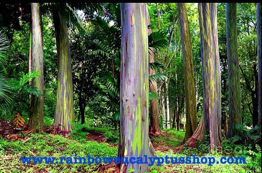 จำหน่ายต้นยูคาลิปตัสสายรุ้ง Rainbow Eucalyptus เจ้าแรกและเจ้าเดียวในประเทศไทย รูปที่ 1